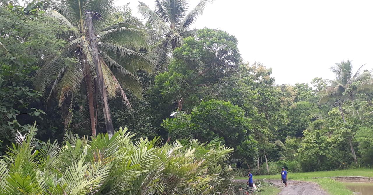 Masyarakat Ngulakan Lakukan Rabas-rabas untuk Antisipasi Pohon Kena Kabel Listrik