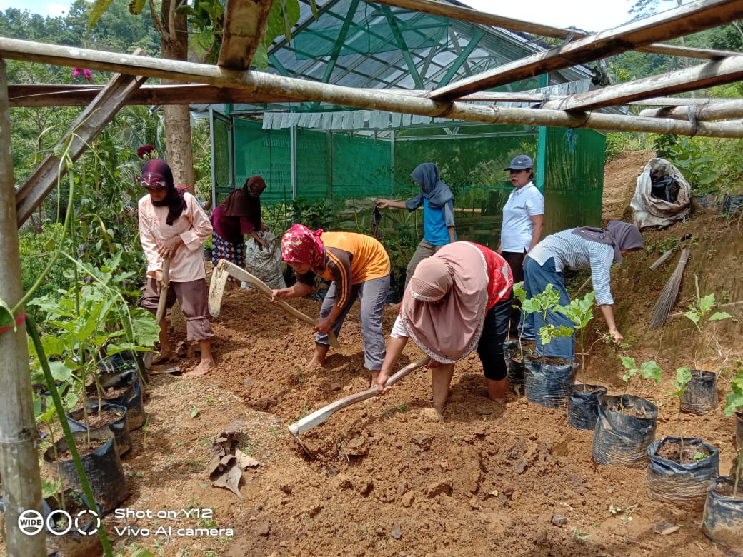 Selain Suplay E-Warung KWT Lestari Gunung Rego Siapakan Bahan Pangan Keluarga