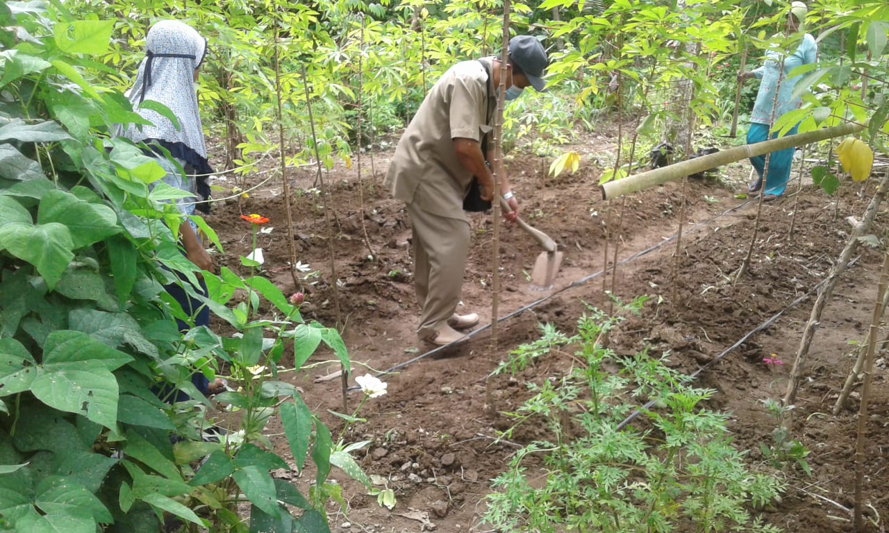 KWT Asri  Anjir Siapkan Bedengan untuk Sayuran