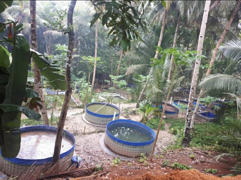 Mina Handayani Anjir Panen Lele